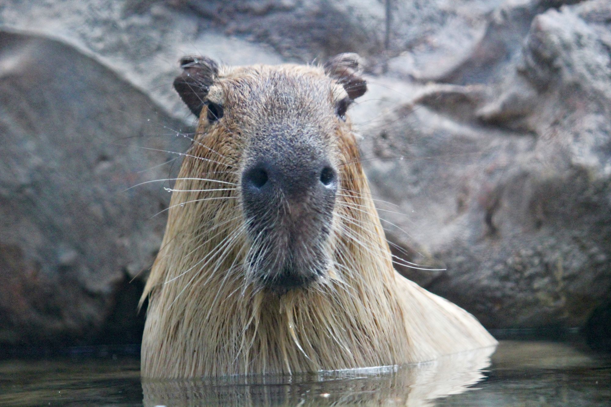 Installing capybara-webkit gem on Ubuntu 16.04